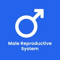 Male Reproductive System